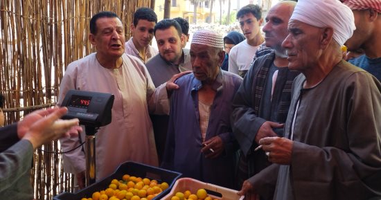 عمرك شوفت مزاد بيع المشمش.. شاهد طريقة بيع الحبة الذهبية بالقليوبية