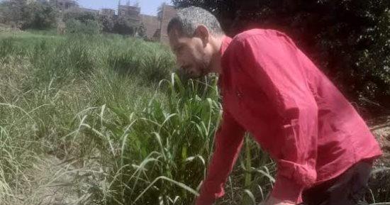 تفاصيل خطة "زراعة المنيا" لمكافحة القوارض وتقديم الدعم الفنى للمزارعين