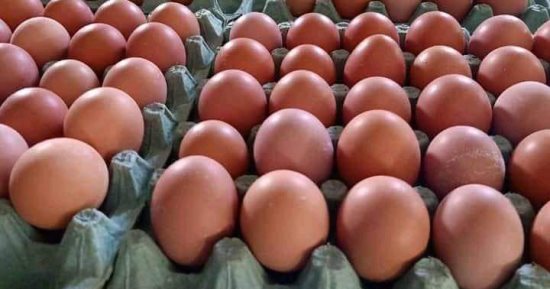 وزارة الزراعة تطرح بيض المائدة بـ120 جنيهًا للكرتونة في 7 محافظات
