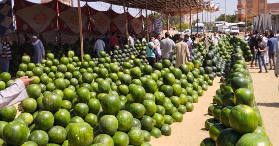 أهرامات البطيخ تزين سوق بنها العمومى.. البيع بالمزاد كل صباح يبدأ من 10 جنيهات حتى 70 حسب الحجم والنوع.. وأحد التجار: الجيزة الأجود والسكاتا اليابانى فى المرتبة الثانية والكل بيرزق فى الموسم دا.. صور