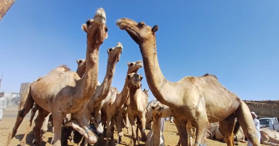 انتعاشة كبيرة فى سوق الجمال القادمة من السودان بمدينة دراو بأسوان.. فيديو