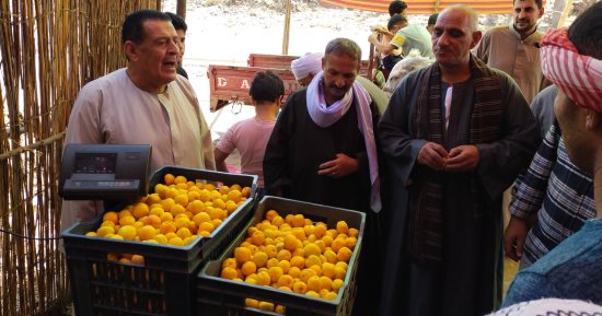 "يا ثمرة المشمشة يا مجمعة التجار..  يا ساكنة أرض العمار يا منورة  الأشجار"..  بدء موسم جنى المشمش بالقليوبية..  المزارعون: موسم مبشر والإنتاج والسعر سبب فرحتنا.. وإليك الفرق بين العمار والجبلاوى.. فيديو وصور