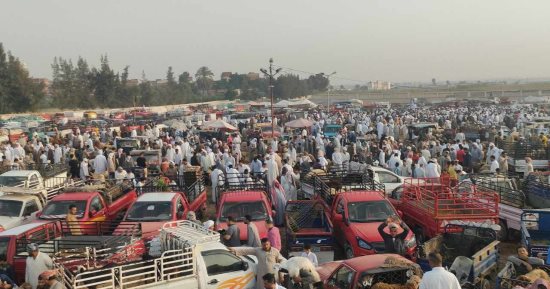 إقبال كبير من المواطنين والتجار على سوق الأغنام بالعامرية فى الإسكندرية