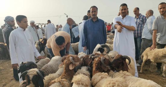انتعاش حركة بيع وشراء الماشية فى موسم الأضاحى