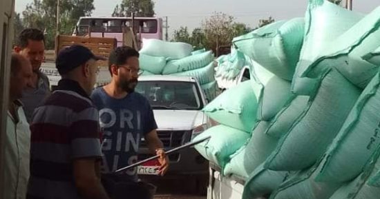 ارتفاع المورد من القمح المحلى إلى 259 ألف طن بالدقهلية