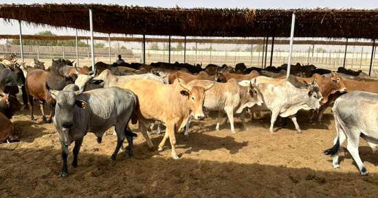 مديرية الزراعة بشمال سيناء تطرح أضاحي عيد الأضحى بأسعار تنافسية