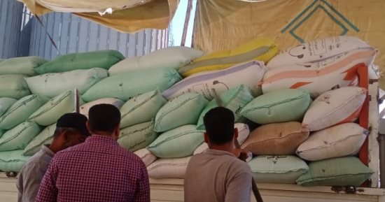 استلام 195 ألفا و860 طنا و705 كجم قمح بـ25 موقعاً بكفر الشيخ