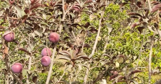 البرقوق كريز السوق يتلألأ على الأشجار.. اعرف أنواعه ومواعيد الحصاد.. فيديو