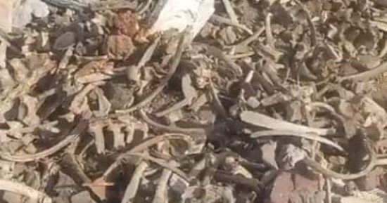 الطب البيطرى بقنا: العظام المعثور عليها من المواطنين لهياكل مواشى وليست حميرا