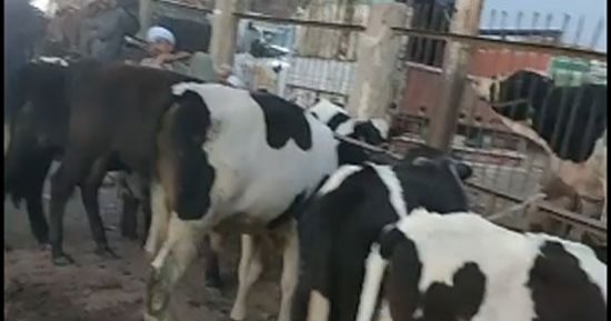 إقبال على أسواق الماشية قبل عيد الأضحى المبارك بسوهاج.. مباشر