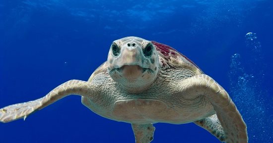 اليوم العالمي للسلاحف.. 5 صفات شخصية يتمتع بها محبو الزواحف