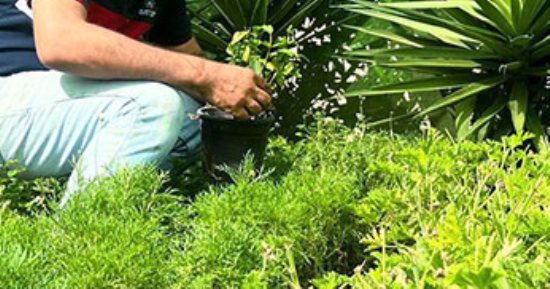 اشتريها من معرض الزهور..5 نباتات طاردة للحشرات.. أبرزها الريحان والروز مارى