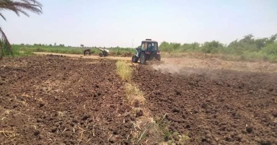 بدء موسم زراعة الذرة الرفيعة بأسوان