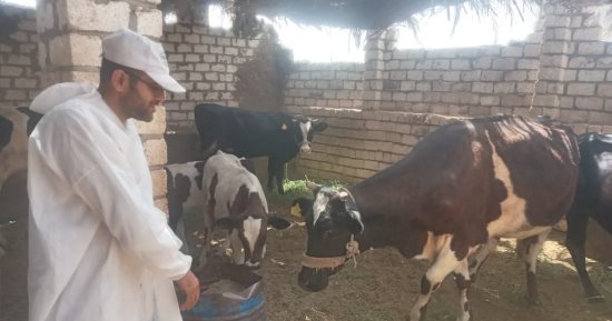 عيد الأضحى على الأبواب.. رجال الطب البيطرى بالأقصر يطلقون أكبر حملات لحماية الثروة الحيوانية.. فحص وتحصين مكثف فى كافة القرى والنجوع للمواشى والأغنام ضد الحمى القلاعية وحمى الوادى المتصدع.. وجولات على الأسواق