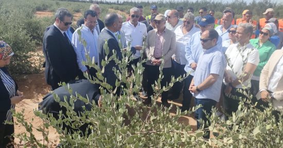 وفد "محلية النواب" يتفقد مشروع زراعة 3 آلاف فدان جوجوبا بالبحر الأحمر.. صور