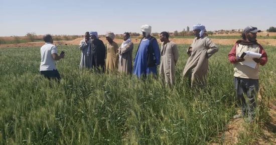 توصيات فنية لمزارعى أسوان للتكيف مع تغيرات المناخ وتنفيذ حزم إرشادية.. صور