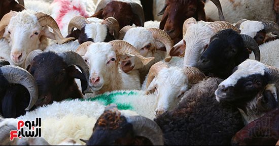 معهد تكنولوجيا الأغذية: يجب تصويم الأضحية قبل الذبح بـ12 ساعة