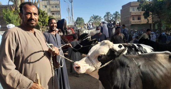 البلدى الأكثر إقبالا.. انتعاش أسواق المواشى قبل عيد الأضحى المبارك بقنا