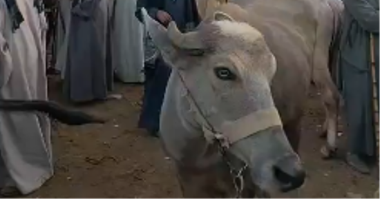 هتفاجئك.. اعرف أسعار الأضاحى فى أكبر سوق للمواشى بالجمهورية.. فيديو