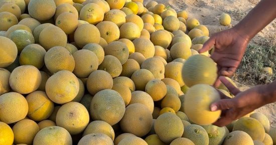فاكهة بطعم السكر.. شاهد إنتاج مزارع الشهد في شمال سيناء