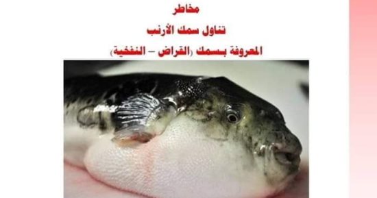 صحة القليوبية تحذر المواطنين من تناول سمكة الأرنب السامة: تؤدى إلى الوفاة