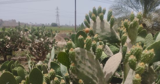 التين شوكى فاكهة الصيف.. زراعة 20 ألف فدان بالمنيا بمحصول غير مكلف.. صور