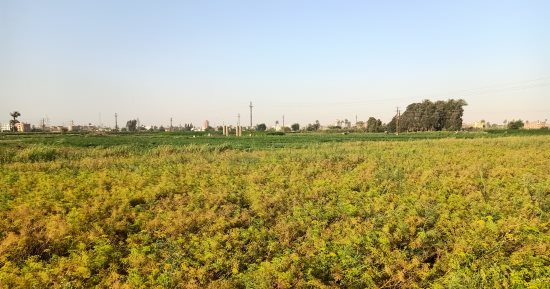 النباتات الطبية والعطرية ببنى سويف تغزو دول العالم تحت شعار "صنع فى مصر"