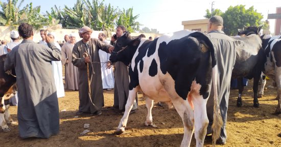 زحام كبير بسوق المواشى ببنها قبل أسبوعين من عيد الأضحى المبارك.. فيديو وصور