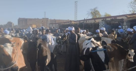 زحام وتوافد كبير من المواطنين على أسواق الخراف والماشية بالأقصر قبل دخول عيد الأضحى.. إقبال للمواطنين على سوق الخراف والماعز بقرية الحبيل.. والتجار يوفرون عجول البقر والجاموس بأقل الأسعار.. فيديو وصور