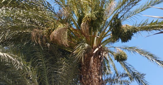 عمرك شوفت النخيل وهو بيطرح البلح الأخضر فى المنيا.. تعالى نفرجك