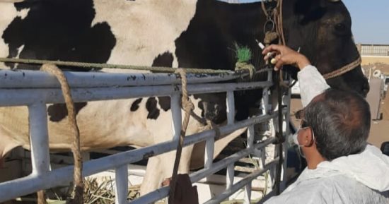 لجان مكثفة من الطب البيطرى تفحص المواشى فى الأسواق لخدمة المواطنين.. صور