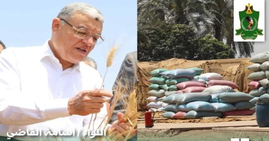 صوامع المنيا تواصل استقبال القمح وتوريد 357 ألف طن منذ بدء الموسم 