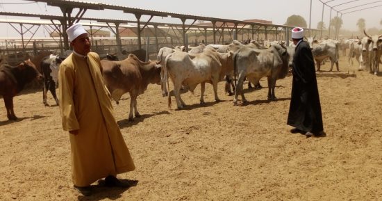 وكيل وزارة الأوقاف بأسوان يتفقد "أضاحى توشكى" تمهيدا لذبحها فى العيد