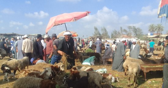 إقبال كبير على شراء المواشى فى دمياط قبل عيد الأضحى.. فيديو