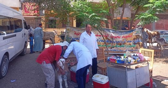 وزارة الزراعة: علاج وفحص أكثر من 4600 رأس ماشية مجانًا بالمنوفية