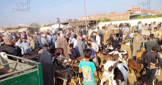 زحام كبير بسوق المواشى فى بنها قبل حلول عيد الأضحى.. لحوم الأبقار الأكثر طلبا.. والكيلو القائم يبدأ من 160 جنيها.. الجمال تحتل مكانة كبيرة.. ومحافظ القليوبية يعلن جاهزية المجازر لاستقبال الأضاحى.. صور