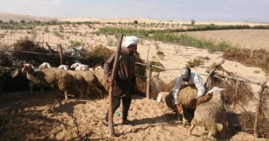 بيطرى شمال سيناء: تواصل الجهود لضمان سلامة الأضاحى قبل عيد الأضحى