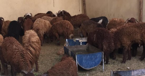 بدء إنشاء شوادر وزارة التموين لطرح الخراف الحية للأضاحى