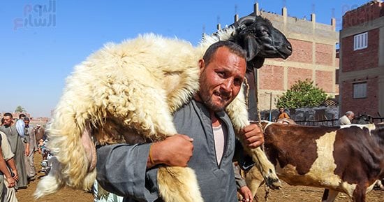 شروط يجب توافرها فى خروف العيد.. عدم وجود أورام في جسم الحيوان.. تكون قوائمه سليمة وخالية من الكسور.. إقباله على تناول الأعلاف الخضراء أو المركزة.. وتسنين الأغنام من خلال فحص قواطع الأسنان فى الفك السفلى