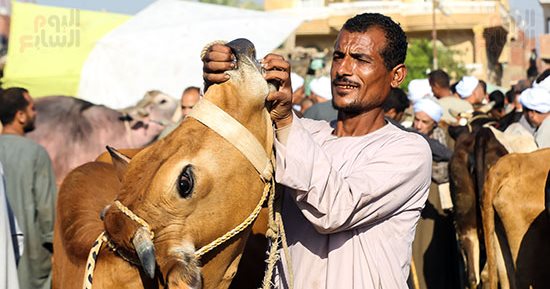 إقبال المواطنين على شراء الأضاحى قبل العيد بأيام