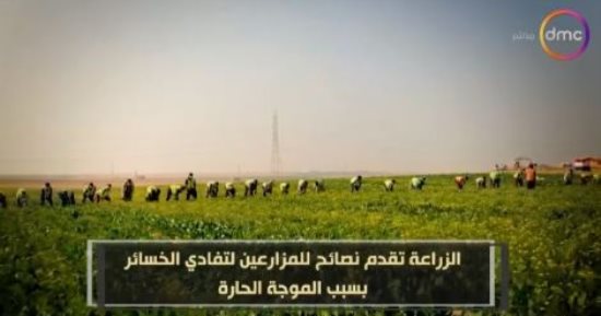 الزراعة تقدم نصائح لتفادي الخسائر بسبب الموجة الحارة.. تقرير لـ"اليوم"