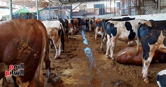 مطالب بالتوسع فى المساحات الخضراء للحفاظ على قطاع الثروة الحيوانية.. معهد الإنتاج يوصى بتقليل استخدام الوقود الأحفورى.. ويؤكد: انخفاض نسب الخصوبة وزيادة الأمراض الماشية تسبب فى خفض إنتاج الحليب واللحوم الحمراء
