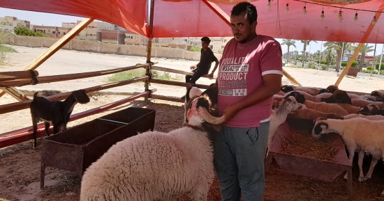 إقبال المواطنين على شراء الأضاحى قبل عيد الأضحى بجنوب سيناء.. فيديو وصور