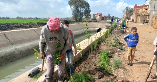 تنفيذ المبادرة الرئاسية لزراعة 100 مليون شجرة بطرق وحدائق الدقهلية