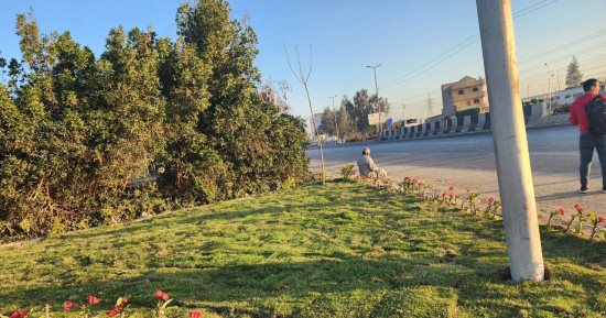 محافظ الغربية: زرعنا 388 ألفا و645 شجرة بالمحاور والطرق الرئيسية والميادين