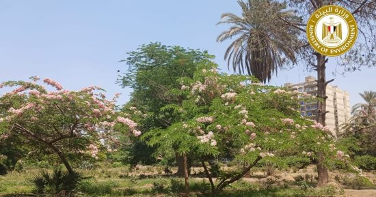 البيئة تنفى قطع الأشجار بحديقة الميرلاند: لا تقليم بدون إخطار الجهات المعنية