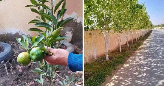 حملات تشجير واسعة على مستوى الجمهورية لوزارة البيئة بالتعاون مع مؤسسات المجتمع المدنى.. نشر ثقافة التنمية المستدامة ومواجهة التغيرات المناخية.. واستهداف زراعة البلكونات والأسطح بخضراوات ونباتات طبية وعطرية