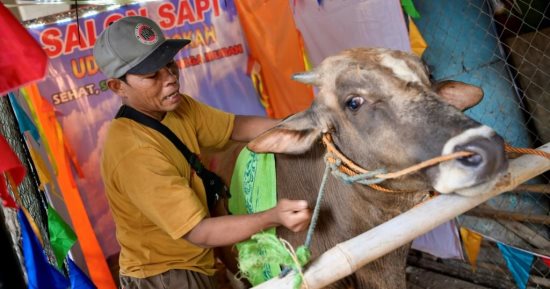 صالون لتدليك الأبقار فى إندونيسيا قبل تقديمها كأضحية فى العيد.. صور