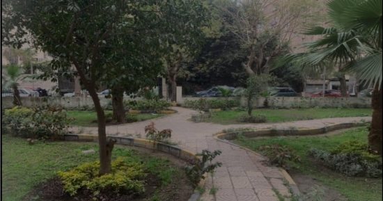محافظة الجيزة عبر فيس بوك: اللون الأخضر يكسو ميادين المحافظة.. صور