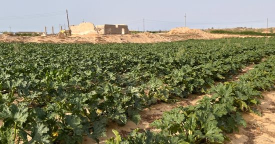 تحويل رمال سيناء إلى واحات خضراء.. ملحمة زراعية على أرض الفيروز.. صور